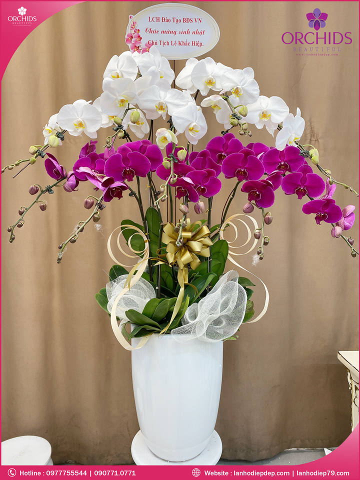 Chậu hoa lan hồ điệp trắng tím 10 cành