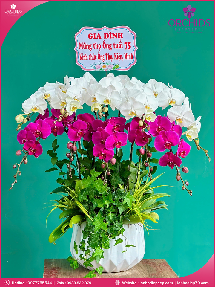 Chậu hoa lan hồ điệp trắng tím 10 cành