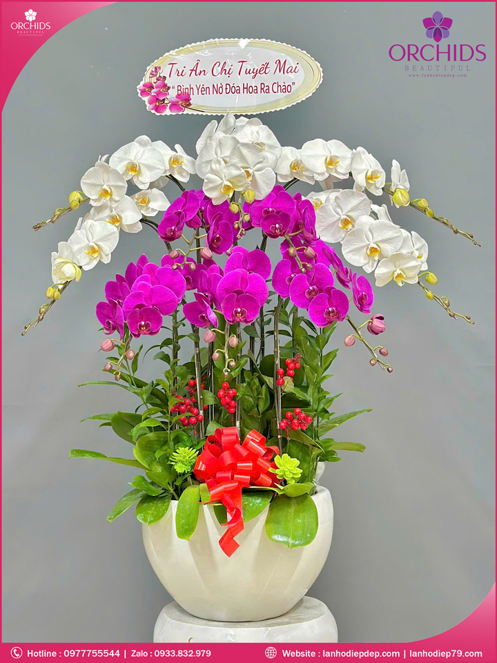 Chậu hoa lan hồ điệp trắng tím 10 cành TT153