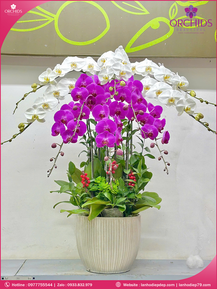 Chậu hoa lan hồ điệp trắng tím 10 cành TT154