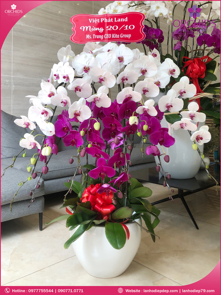 Chậu hoa lan hồ điệp trắng tím 10 cành