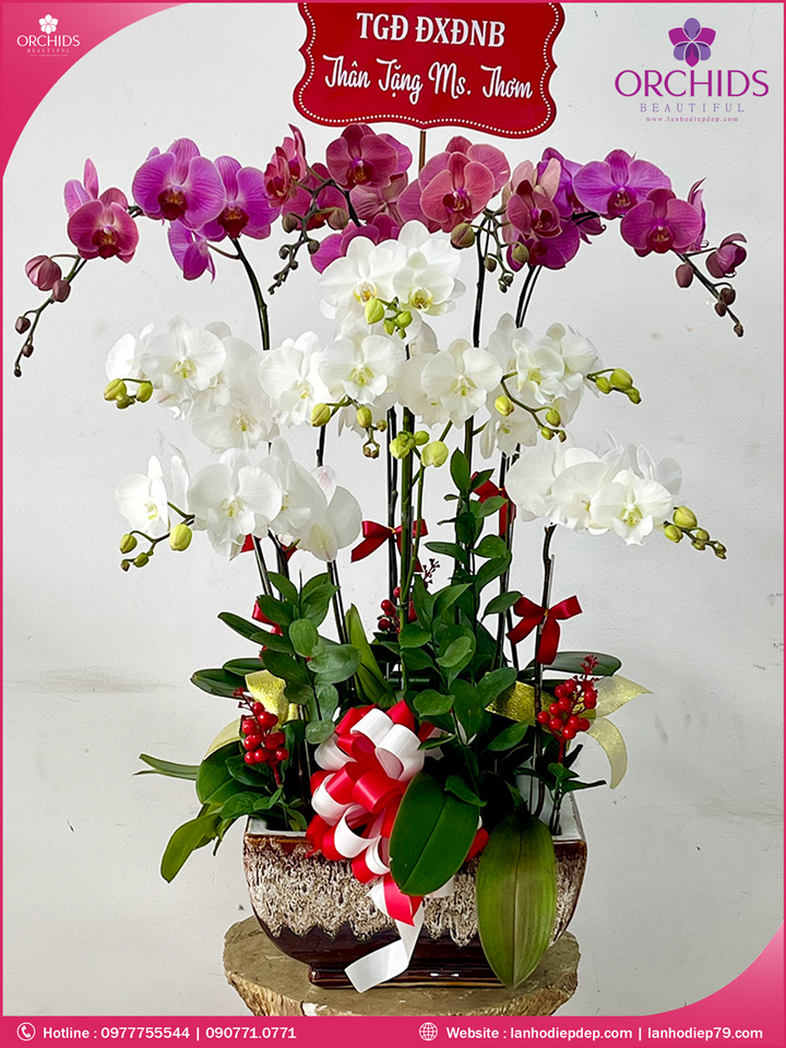 Chậu hoa lan hồ điệp trắng tím 10 cành