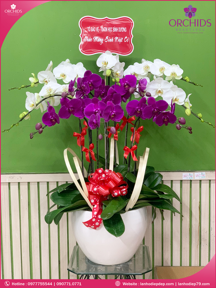 Chậu hoa lan hồ điệp trắng tím 10 cành