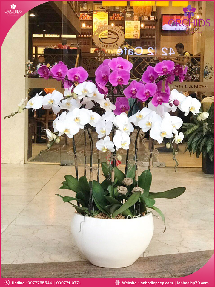 Chậu hoa lan hồ điệp trắng tím 10 cành