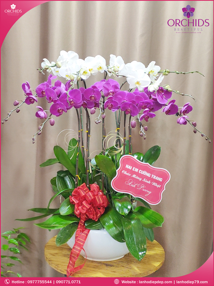 Chậu hoa lan hồ điệp trắng tím 10 cành