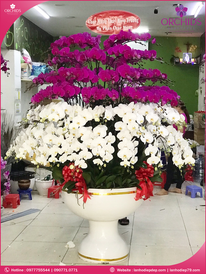 Chậu hoa lan hồ điệp trắng tím 100 cành