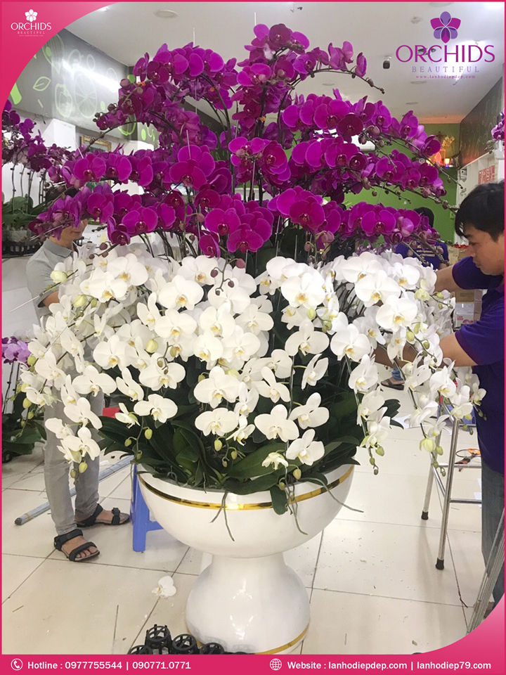 Chậu hoa lan hồ điệp trắng tím 100 cành