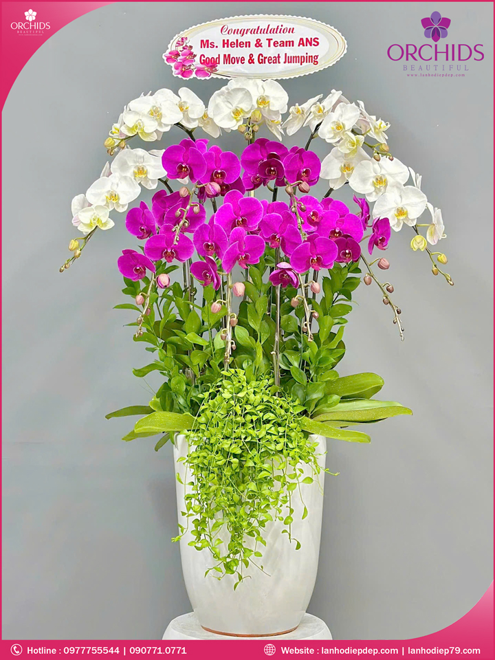 Chậu hoa lan hồ điệp trắng tím 11 cành