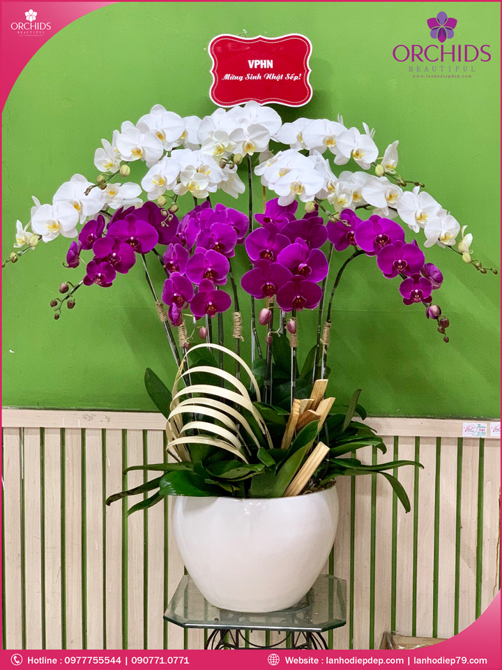 Chậu hoa lan hồ điệp trắng tím 11 cành