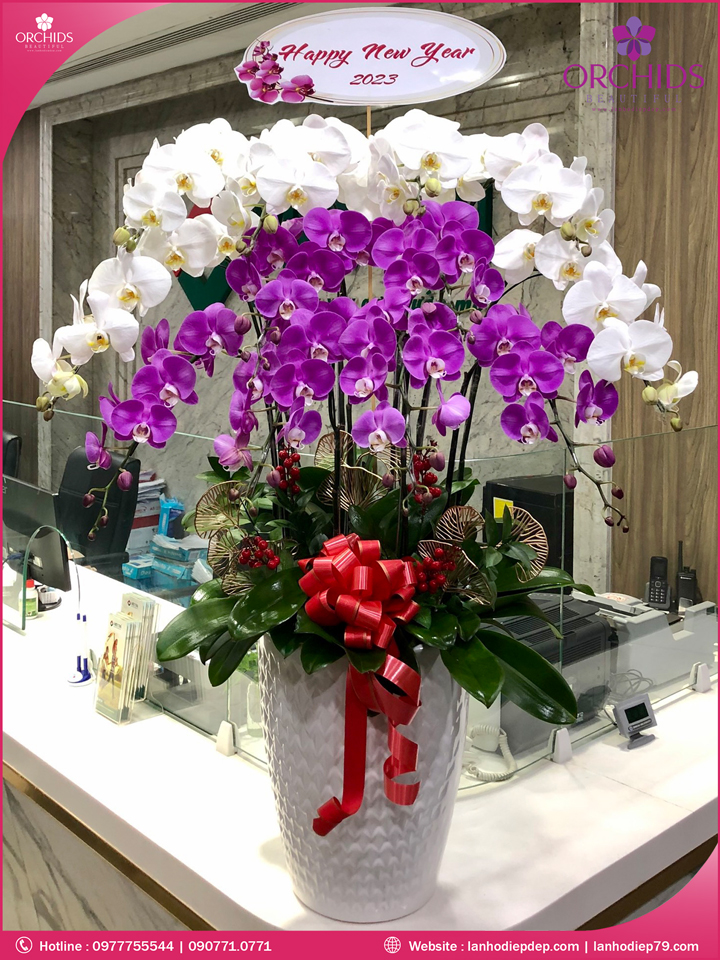 Chậu hoa lan hồ điệp trắng tím 12 cành