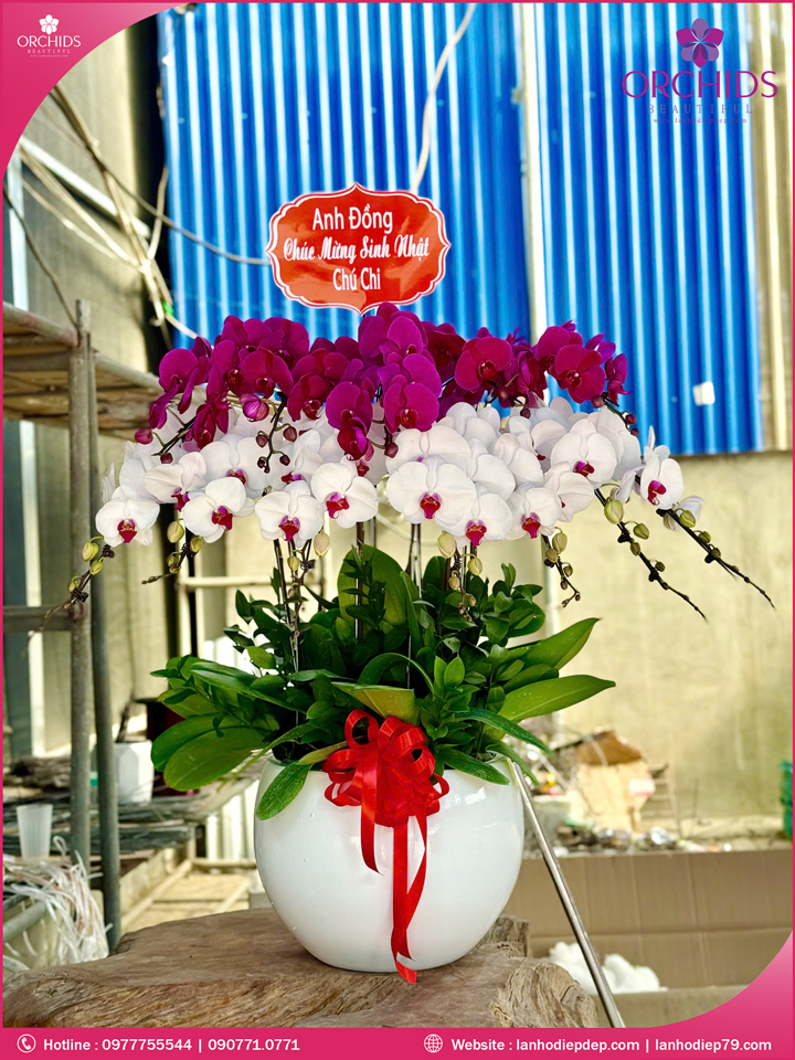 Chậu hoa lan hồ điệp trắng tím 12 cành