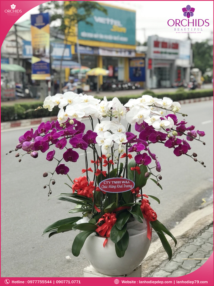 Chậu hoa lan hồ điệp trắng tím 12 cành