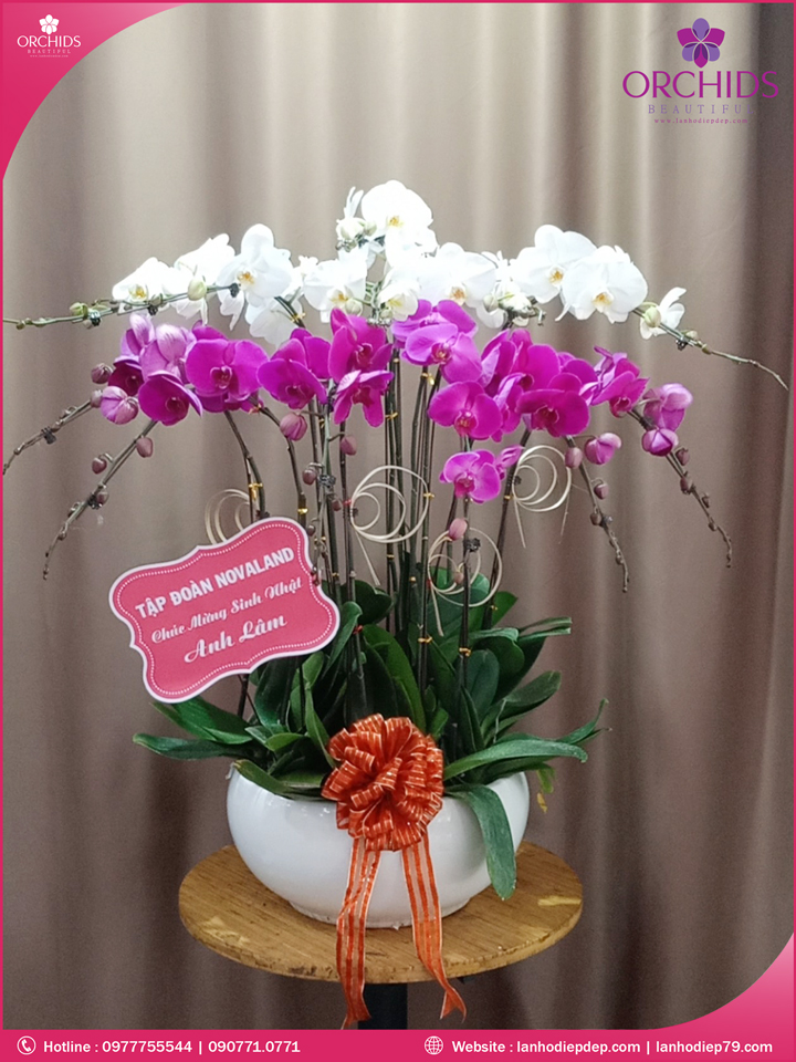 Chậu hoa lan hồ điệp trắng tím 12 cành