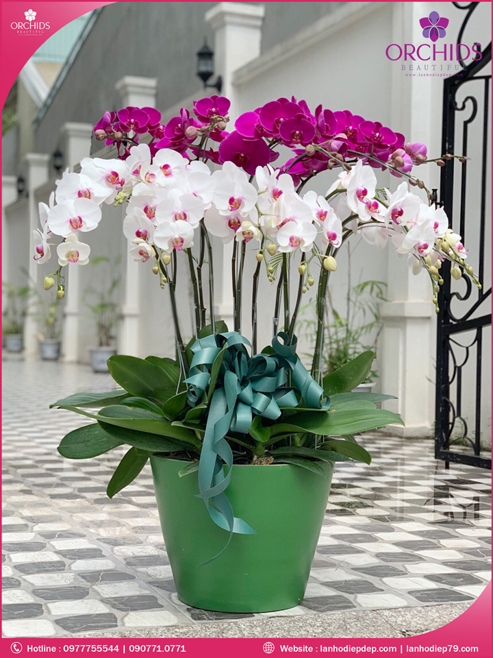 Chậu hoa lan hồ điệp trắng tím 12 cành