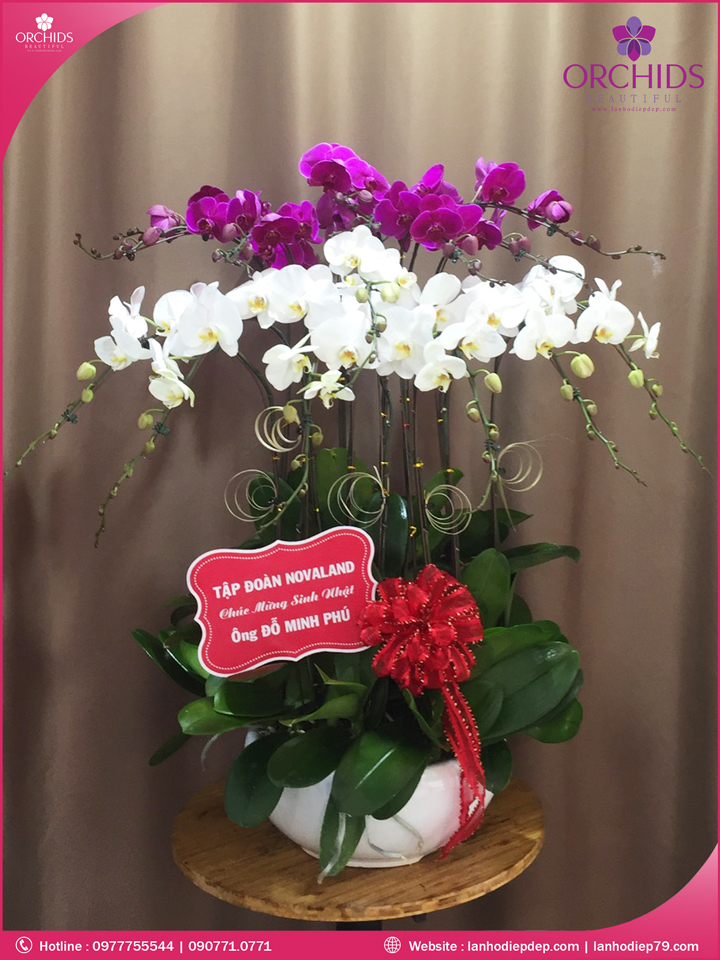 Chậu hoa lan hồ điệp trắng tím 15 cành