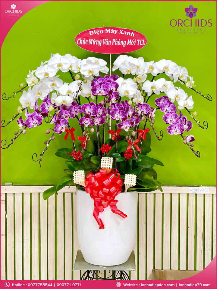 Chậu hoa lan hồ điệp trắng tím 15 cành