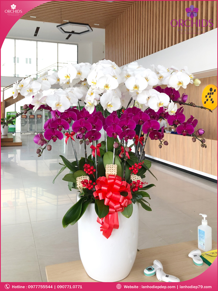 Chậu hoa lan hồ điệp trắng tím 15 cành