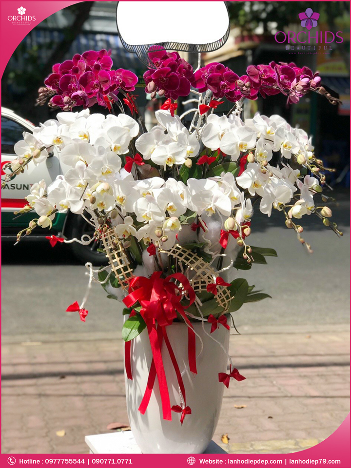 Chậu hoa lan hồ điệp trắng tím 15 cành