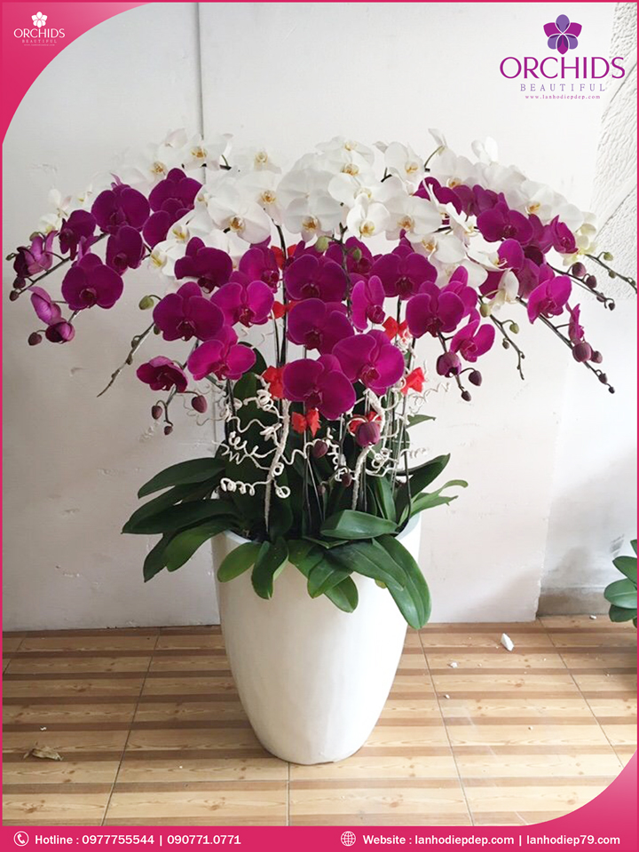 Chậu hoa lan hồ điệp trắng tím 15 cành