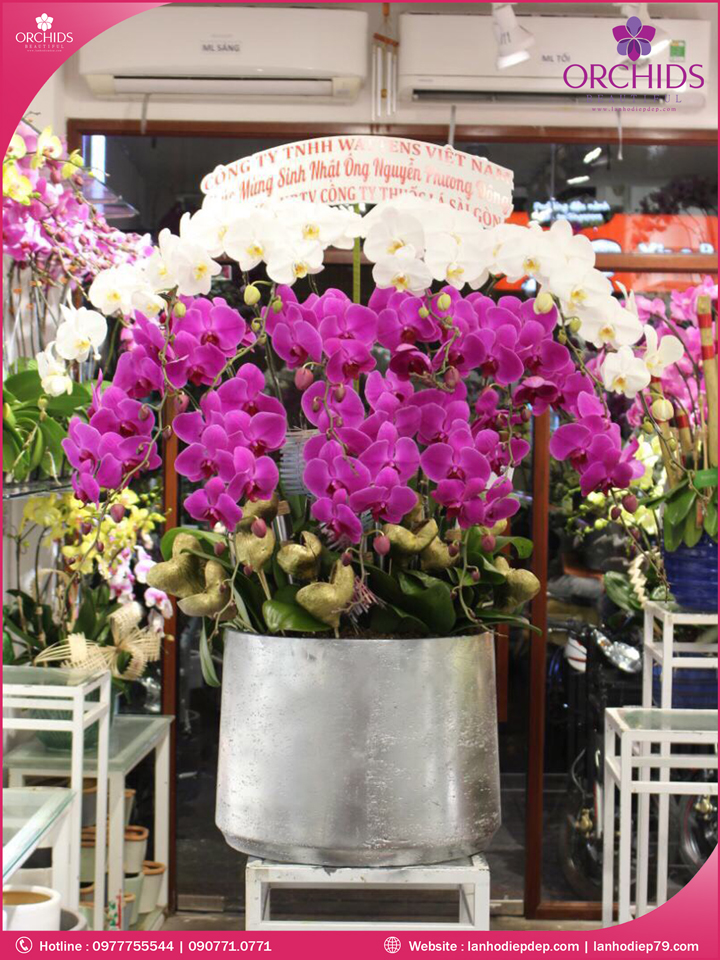 Chậu hoa lan hồ điệp trắng tím 15 cành