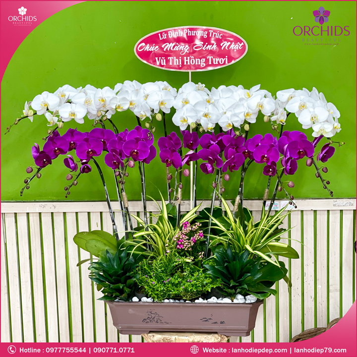 Chậu hoa lan hồ điệp trắng tím 15 cành