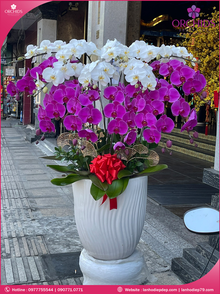 Chậu hoa lan hồ điệp trắng tím 15 cành