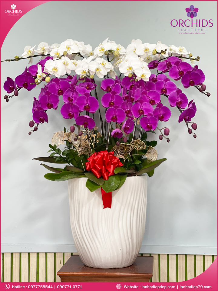 Chậu hoa lan hồ điệp trắng tím 15 cành