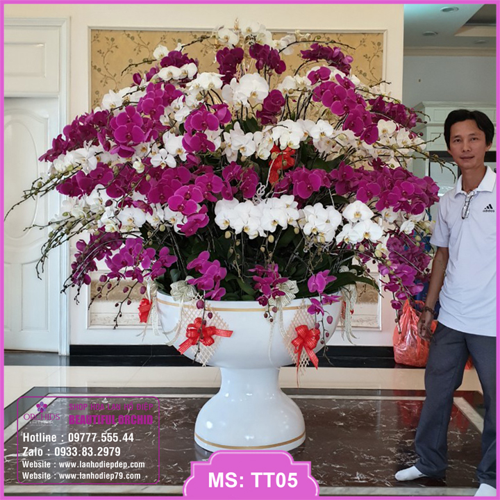 Chậu hoa lan hồ điệp vip siêu to phối ghép 169 cành hoa màu trắng tím