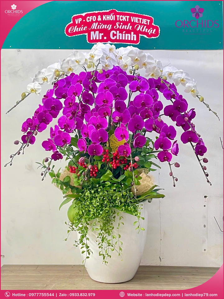 Chậu hoa lan hồ điệp trắng tím 17 cành TT155