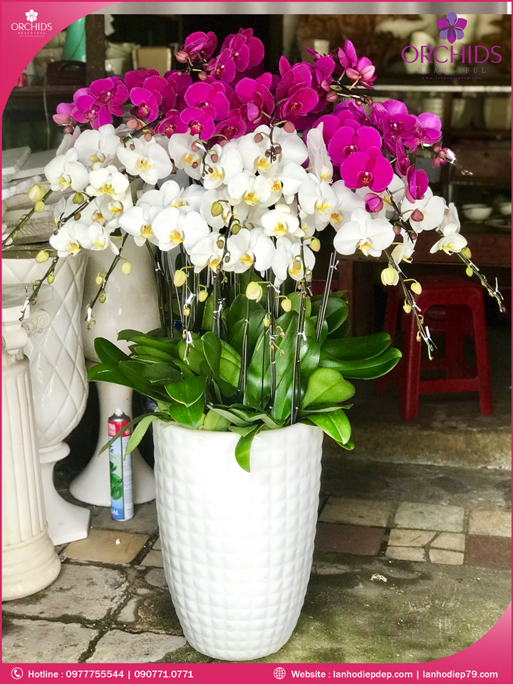 Chậu hoa lan hồ điệp trắng tím 18 cành