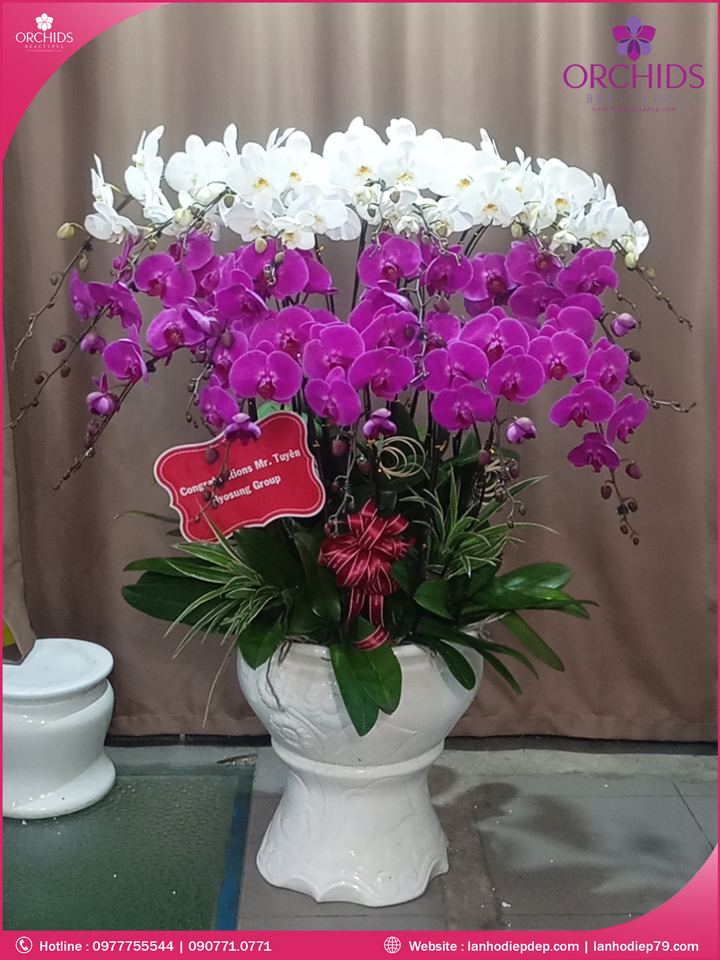 Chậu hoa lan hồ điệp trắng tím 18 cành