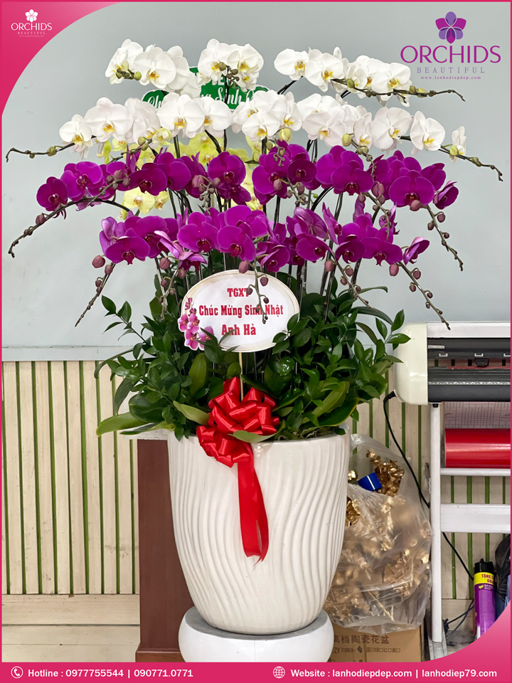 Chậu hoa lan hồ điệp trắng tím 20 cành
