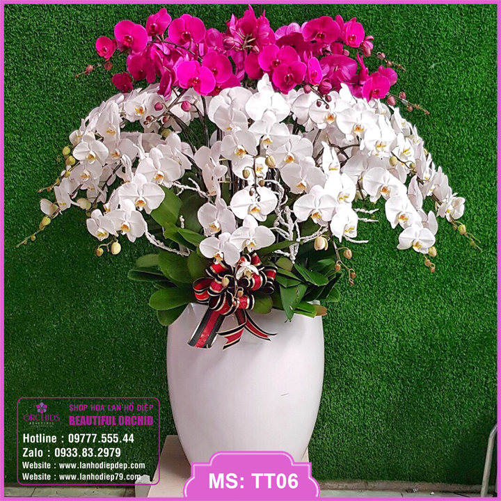 Chậu hoa lan hồ điệp trắng tím 20 cành