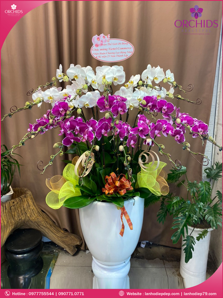 Chậu hoa lan hồ điệp trắng tím 20 cành