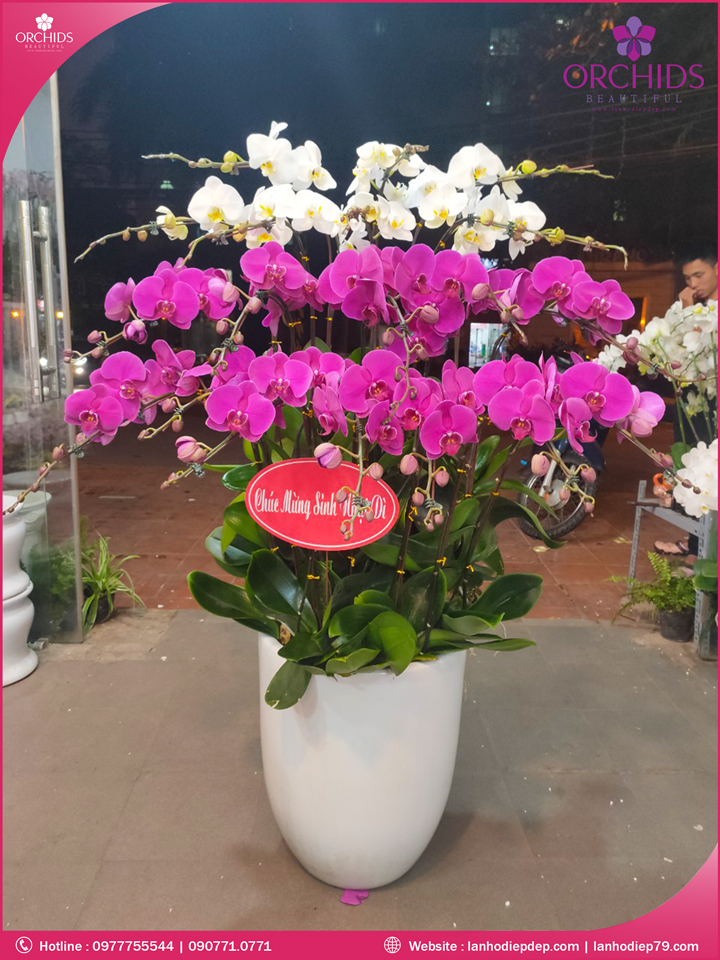 Chậu hoa lan hồ điệp trắng tím 20 cành