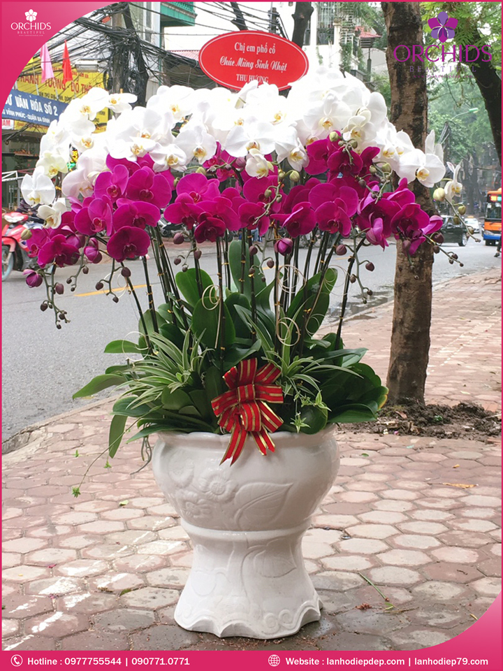 Chậu hoa lan hồ điệp trắng tím 20 cành