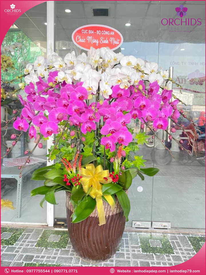 Chậu hoa lan hồ điệp trắng tím 20 cành