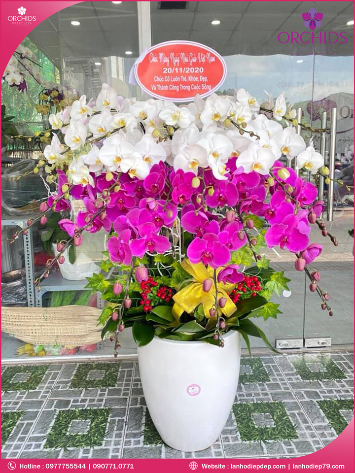 Chậu hoa lan hồ điệp trắng tím 20 cành