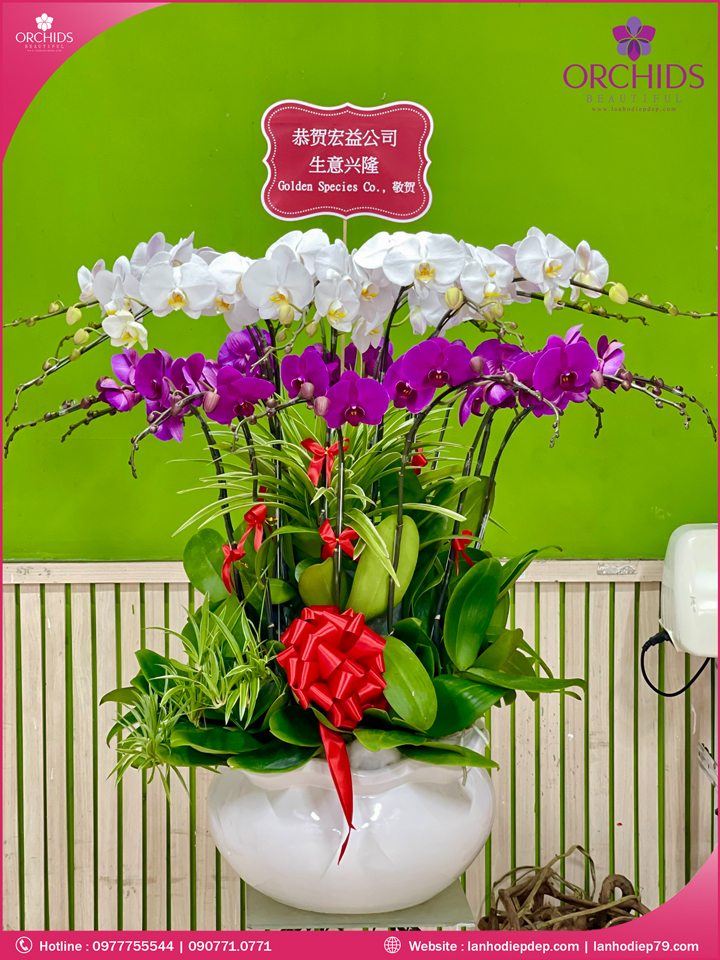 Chậu hoa lan hồ điệp trắng tím 20 cành