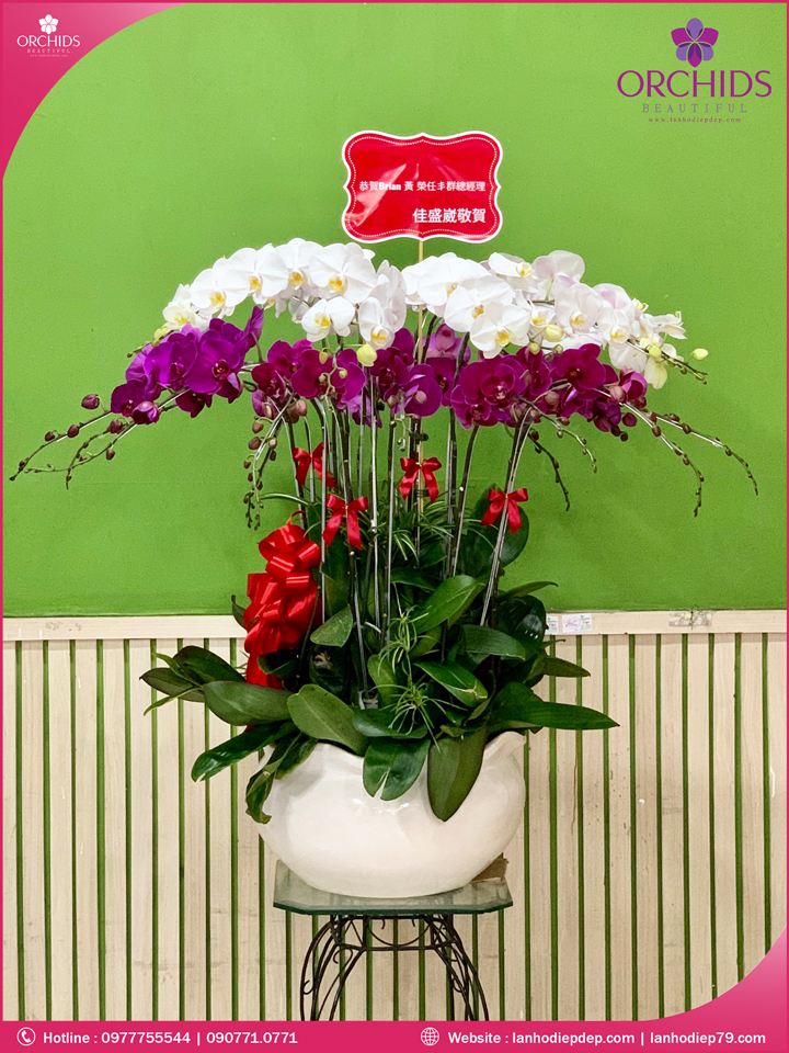 Chậu hoa lan hồ điệp trắng tím 20 cành