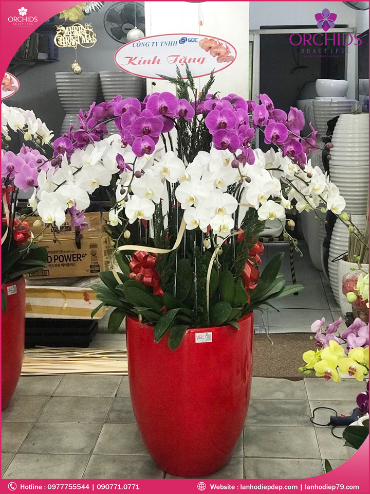 Chậu hoa lan hồ điệp trắng tím 20 cành