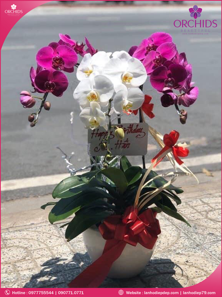 Chậu hoa lan hồ điệp trắng tím 3 cành