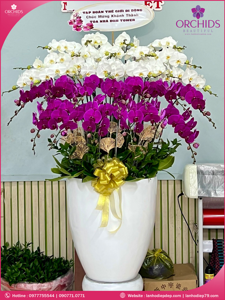 Chậu hoa lan hồ điệp trắng tím 30 cành