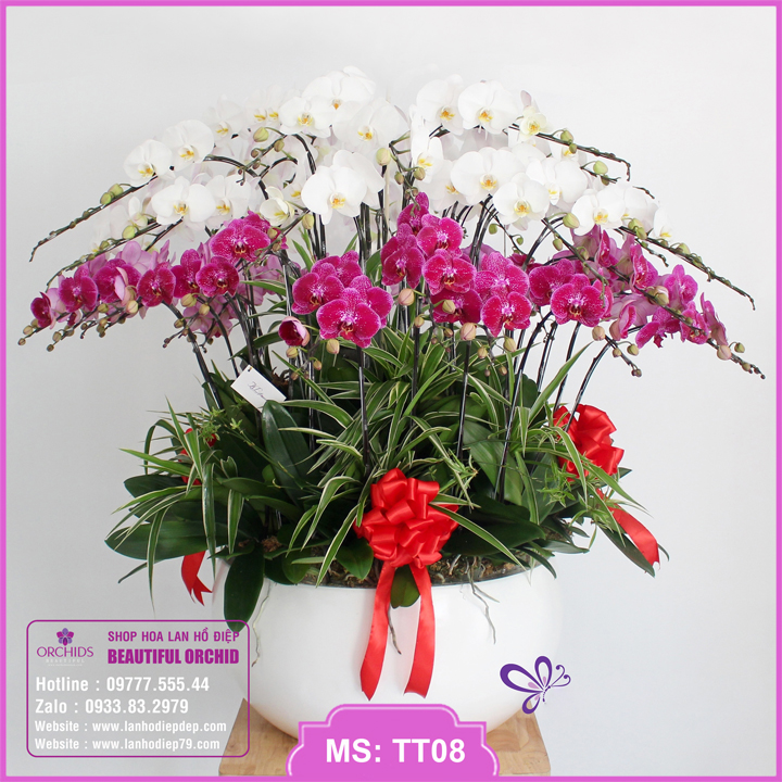 Chậu lan hồ điệp tặng khai trương