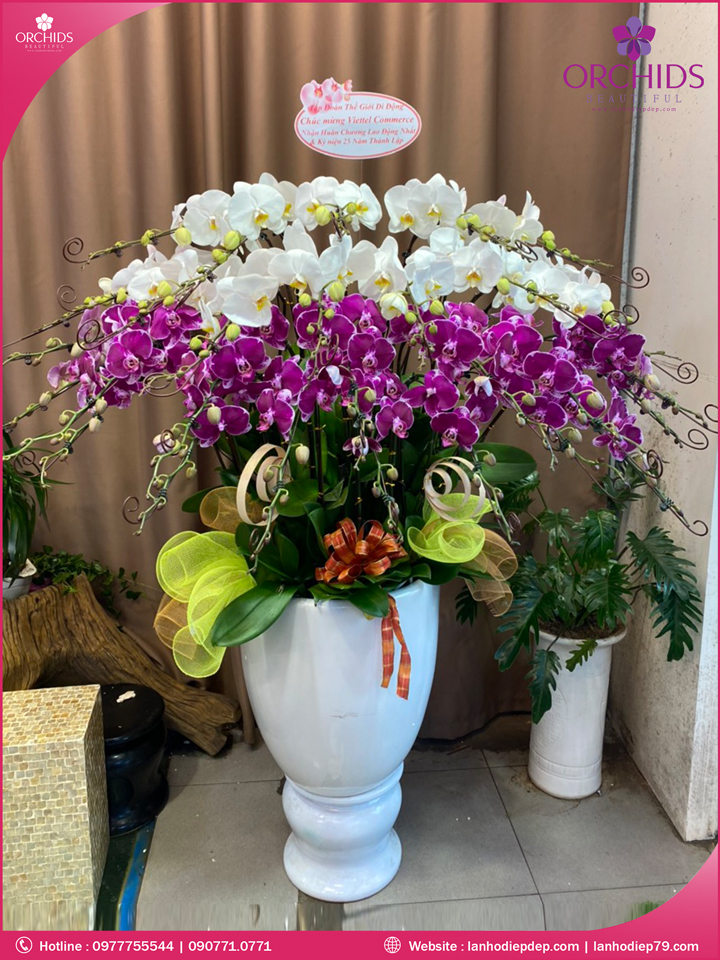 Chậu hoa lan hồ điệp trắng tím 30 cành
