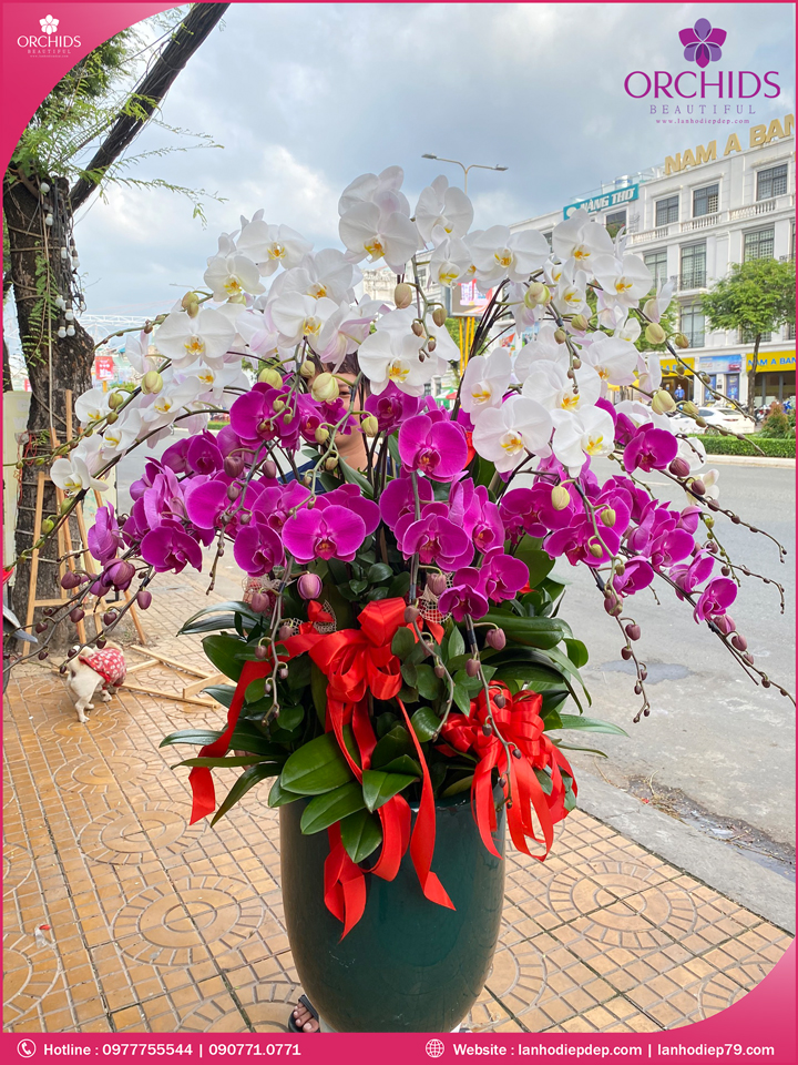 Chậu hoa lan hồ điệp trắng tím 40 cành