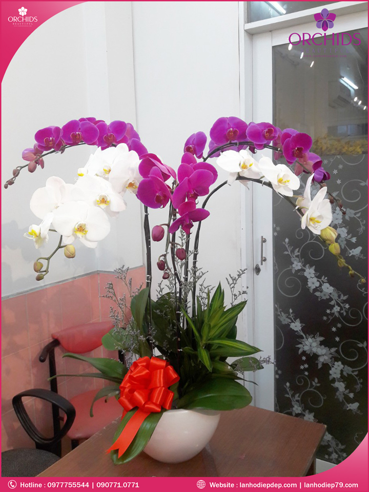 Chậu hoa lan hồ điệp trắng tím 5 cành