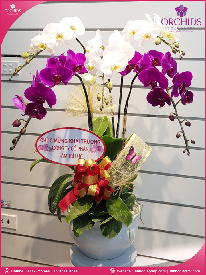 Chậu hoa lan hồ điệp trắng tím 5 cành