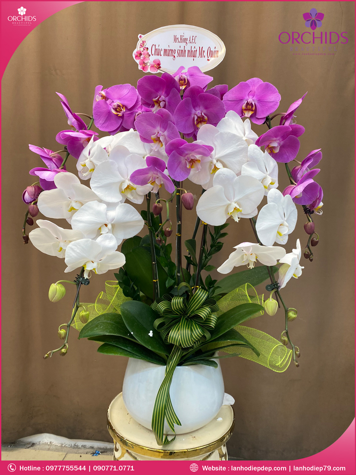 Chậu hoa lan hồ điệp trắng tím 5 cành