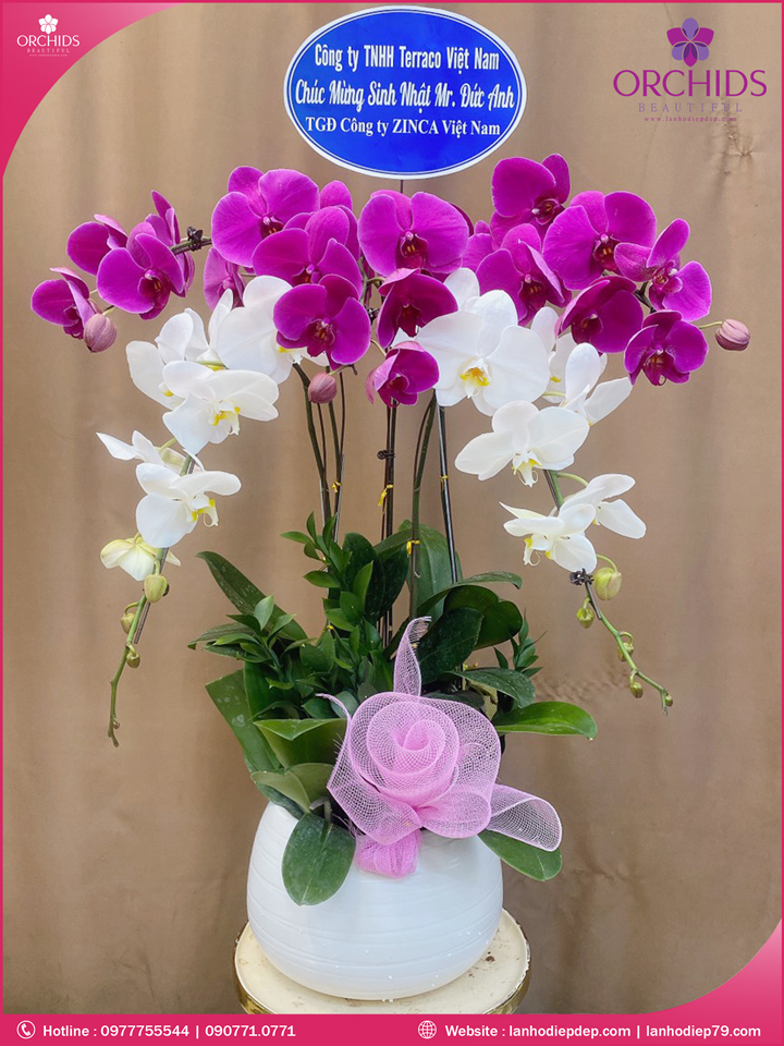 Chậu hoa lan hồ điệp trắng tím 5 cành